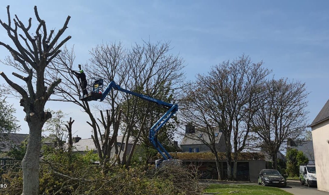 élagage d’arbres au collège Saint‑Joseph à Plouescat