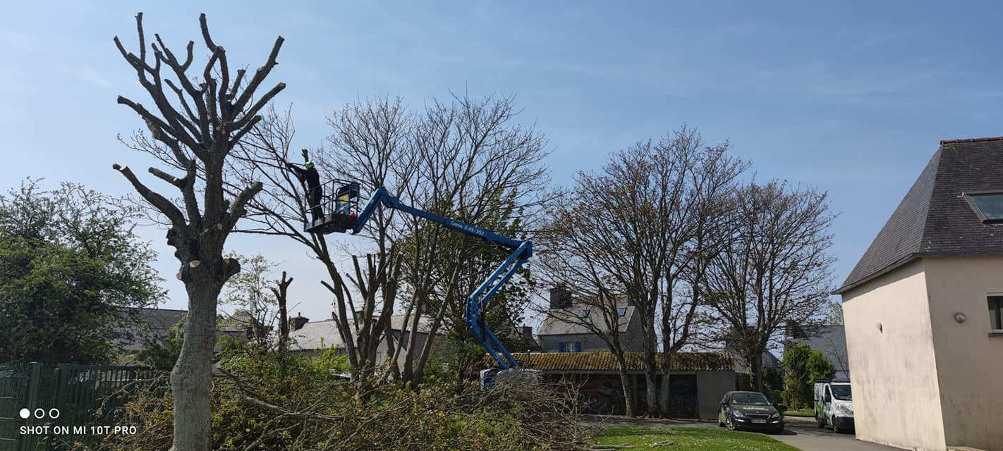 Aujourd'hui élagage d'arbres au collège st Joseph à plouescat - calvez tp plouescat