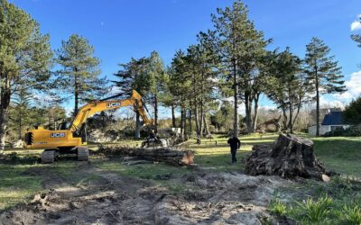 Après les dernières tempêtes, Calvez TP intervient pour l’élagage et le nettoyage des arbres tombés