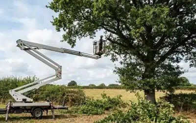 Prix élagage et abattage d’arbre dans le Finistère : tarifs et devis