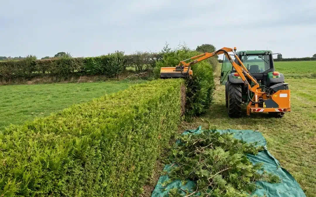 Prix d&rsquo;une taille de haie dans le Finistère : tarifs au mètre et au m²